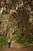 Spanish Moss (Tillandsia complanata) growing on Southern Live Oak (Quercus virginiana) with dirt road and cyclist, Little St. Simon's Island, Georgia