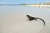 Marine Iguana (Amblyrhynchus cristatus) male on beach, Galapagos Islands, Ecuador