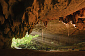 Sunlight filters through lowland rainforest into the entrance of a limestone cave, Gunung Mulu National Park, Malaysia