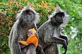 Silvered Leaf Monkey (Trachypithecus cristatus) female and mother with young, Kuala Selangor Nature Park, Malaysia