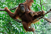 Orangutan (Pongo pygmaeus) mother and young in tree, Semengoh Wildlife Rehabilitation Centre, Malaysia