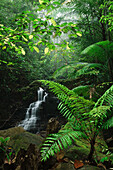 Waterfall in lowland rainforest, Kubah National Park, Malaysia