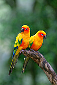 Sun Parakeet (Aratinga solstitialis) pair, South America