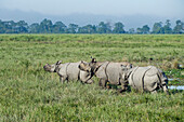Indian Rhinoceros (Rhinoceros unicornis) male trying to court female with calf, Kaziranga National Park, India