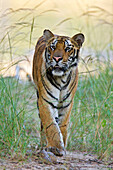 Bengal Tiger (Panthera tigris tigris), Bandhavgarh National Park, India