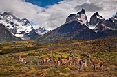 Guanaco (Lama guanicoe) herd with young, Torres Del Paine National Park, Patagonia, Chile