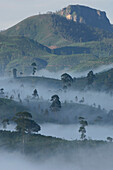 Mountain forest with morning mist, Lindulla, Sri Lanka