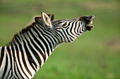 Burchell's Zebra (Equus burchellii) flehming, Kwazulu Natal, South Africa