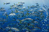 Horse-eye Trevally (Caranx latus) shoal, Jardines de la Reina National Park, Cuba