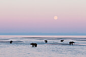Grizzly Bear (Ursus arctos horribilis) group waiting for salmon at full moon, Lake Clark National Park, Alaska
