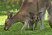 Eastern Grey Kangaroo (Macropus giganteus) female grazing with joey in her pouch, Yuraygir National Park, New South Wales, Australia