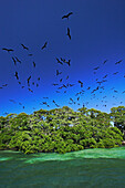 Magnificent Frigatebird (Fregata magnificens) breeding colony on a small mangrove island, Carrie Bow Cay, Belize