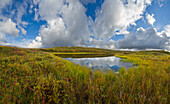 Tundra pond, Denali National Park, Alaska