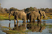 African Elephant (Loxodonta africana) trio drinking in wetland, Moremi Game Reserve, Okavango Delta, Botswana