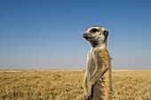 Meerkat (Suricata suricatta) standing guard, Makgadikgadi Pans, Kalahari Desert, Botswana