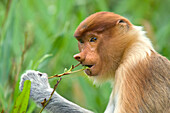 Proboscis Monkey (Nasalis larvatus) female feeding on leaves of mangrove, Sabah, Malaysia