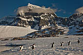 Gentoo Penguin (Pygoscelis papua) group walking under Luigi Peak, Wiencke Island, Antarctic Peninsula, Antarctica