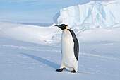 Emperor Penguin (Aptenodytes forsteri), Prydz Bay, eastern Antarctica