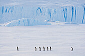 Emperor Penguin (Aptenodytes forsteri) group on ice, Prydz Bay, eastern Antarctica