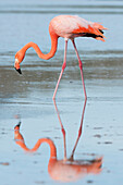 Greater Flamingo (Phoenicopterus ruber) foraging, Galapagos Islands, Ecuador