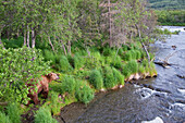 Grizzly Bear (Ursus arctos horribilis) along river, Brooks Falls, Alaska