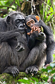 Chimpanzee (Pan troglodytes) mother and two and a half year old baby feeding on African Breadfruit (Treculia africana) fruit, western Uganda