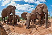 African Elephant (Loxodonta africana) herd, Mpala Research Centre, Kenya
