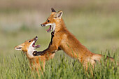 Red Fox (Vulpes vulpes) kits playing, Missoula, Montana