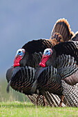 Wild Turkey (Meleagris gallopavo) males displaying, Troy, Montana