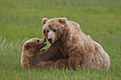 Grizzly Bear (Ursus arctos horribilis) mother playing with cub, Lake Clark National Park, Alaska