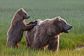Grizzly Bear (Ursus arctos horribilis) mother and cub watching out for dangerous male, Lake Clark National Park, Alaska