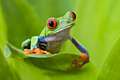 Red-eyed Tree Frog (Agalychnis callidryas), northern Costa Rica