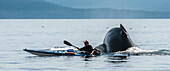 Humpback Whale (Megaptera novaeangliae) surfacing near kayacker, Freshwater Bay, southeast Alaska