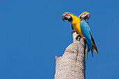 Blue and Yellow Macaw (Ara ararauna) pair, Bolivia