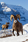 Bighorn Sheep (Ovis canadensis) rams on mountain, northern Rocky Mountains, Canada