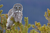 Great Gray Owl (Strix nebulosa), Yaak, Montana