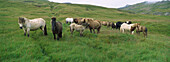 Domestic Horse (Equus caballus) herd grazing in pasture, northeast Iceland