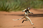 Verreaux's Sifaka (Propithecus verreauxi) hopping across open ground, vulnerable, Berenty Private Reserve, Madagascar