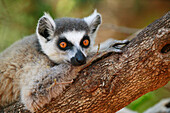 Katta (Lemur catta) auf einem Baumzweig ruhend, Berenty Privat-Reservat, Madagaskar