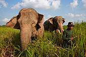 Asian Elephant (Elephas maximus) pair, domesticated animals, with keeper, Way Kambas National Park, Sumatra, Indonesia