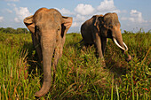 Asian Elephant (Elephas maximus) pair, Way Kambas National Park, Sumatra, Indonesia
