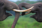 Asian Elephant (Elephas maximus) pair playing, Way Kambas National Park, Sumatra, Indonesia