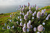 Pride of Madeira (Echium fastuosum) blooming, south coast of Madeira