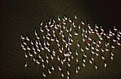 Greater Flamingo (Phoenicopterus ruber) aerial view of flock wading in water, Zeekoevlei, Cape Town, South Africa