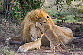 African Lion (Panthera leo) seven to eight week old cub playing with adult male, vulnerable, Masai Mara National Reserve, Kenya
