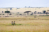 Cheetah (Acinonyx jubatus) mother and 22 month old male cub, Masai Mara National Reserve, Kenya