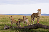 Cheetah (Acinonyx jubatus) mother and 6 month old cubs, Masai Mara National Reserve, Kenya