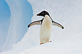 Adelie Penguin (Pygoscelis adeliae) on iceberg, Paulet Island, Antarctica
