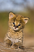 Serval (Leptailurus serval) kitten, two and a half week old orphan, Masai Mara Reserve, Kenya