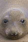 Northern Elephant Seal (Mirounga angustirostris) portrait of female covered in sand, California
